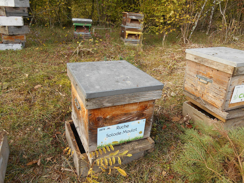 La ruche Solode Moulot